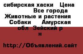 l: сибирская хаски › Цена ­ 10 000 - Все города Животные и растения » Собаки   . Амурская обл.,Зейский р-н